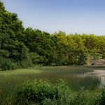 Сосны и гранитные берега ладожских шхер