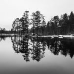 Заснеженный берег и сосны у ладожской воды