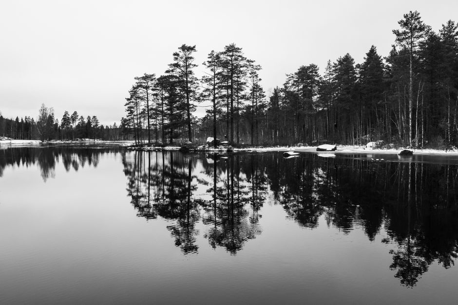 Заснеженный берег и сосны у ладожской воды